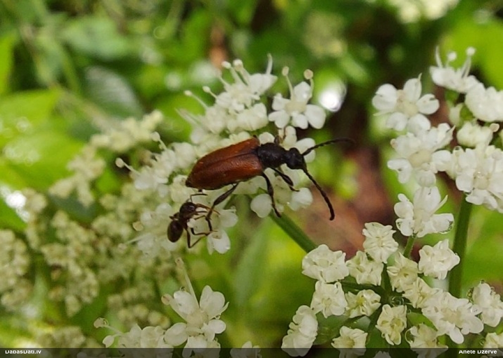 Koksngrauzis Pseudovadonia livida