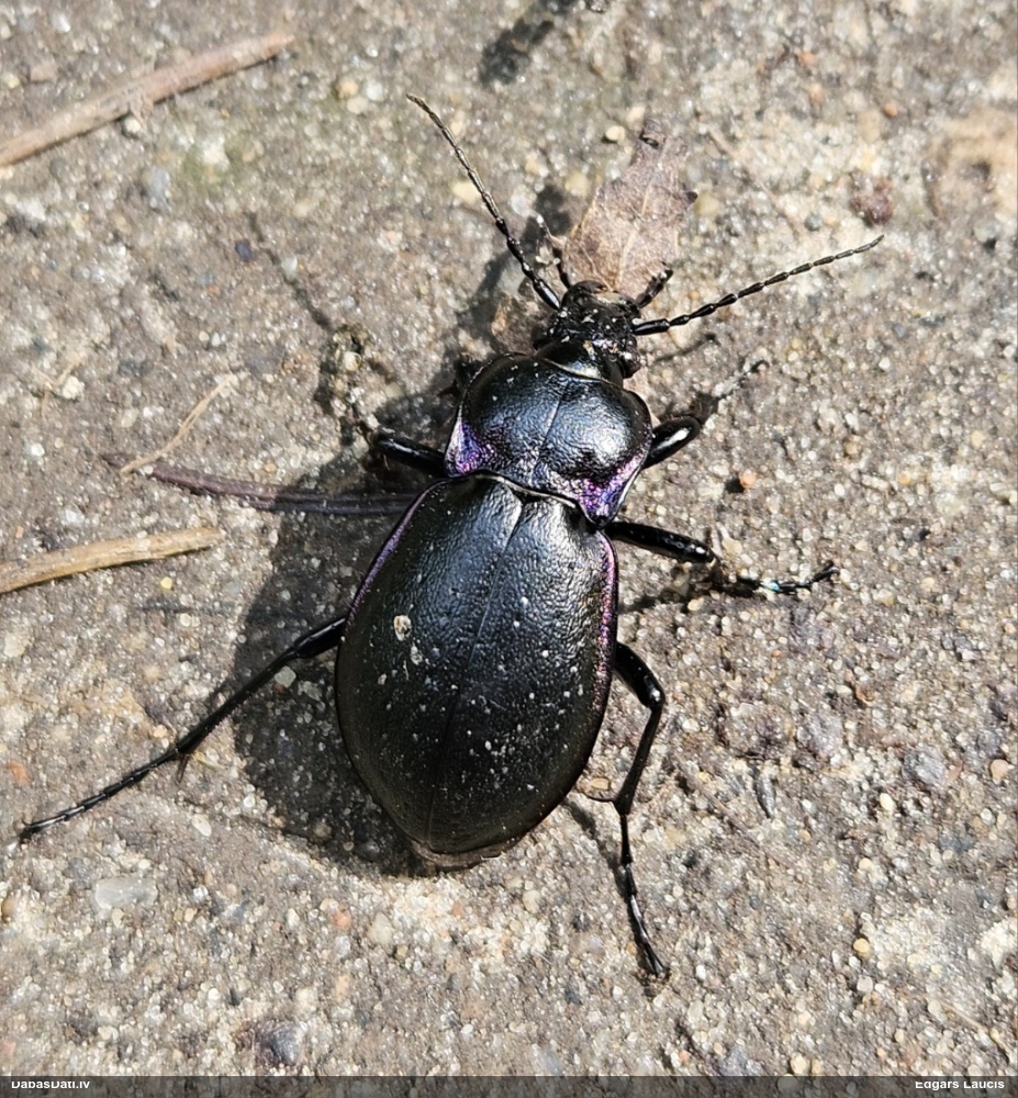 Skrejvabole Carabus nemoralis