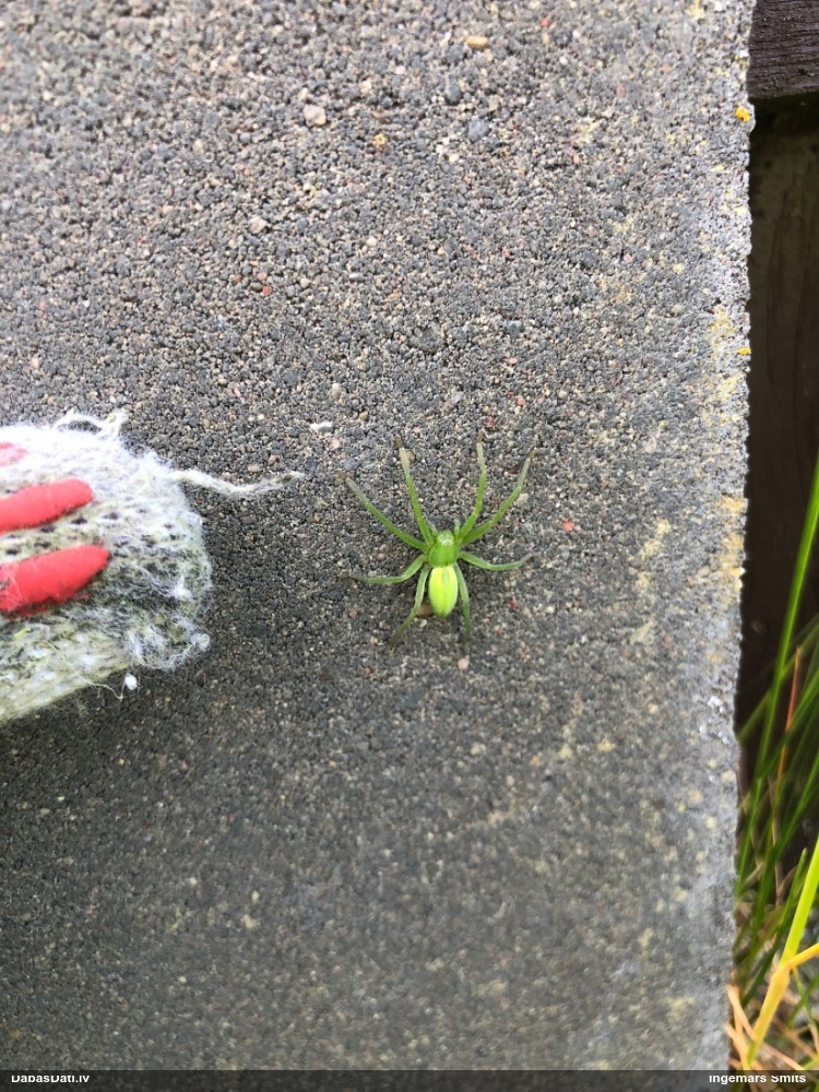 Medniekzirneklis Micrommata virescens