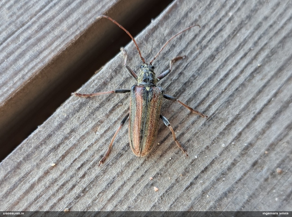 Koksngrauzis Oxymirus cursor
