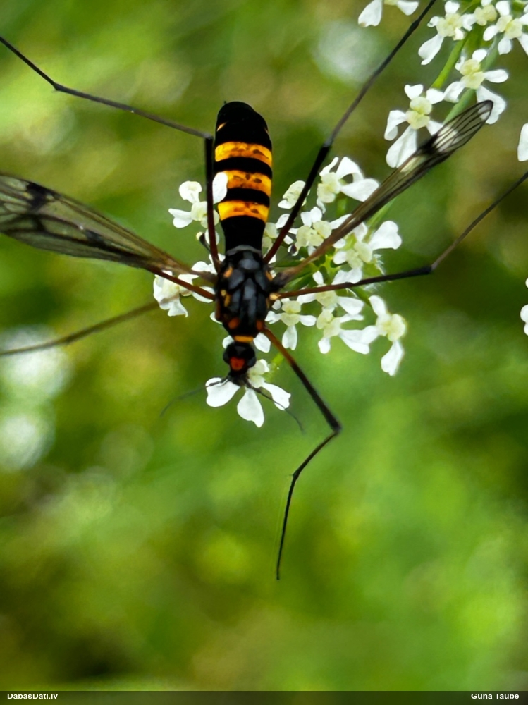 Garkājods Nephrotoma crocata