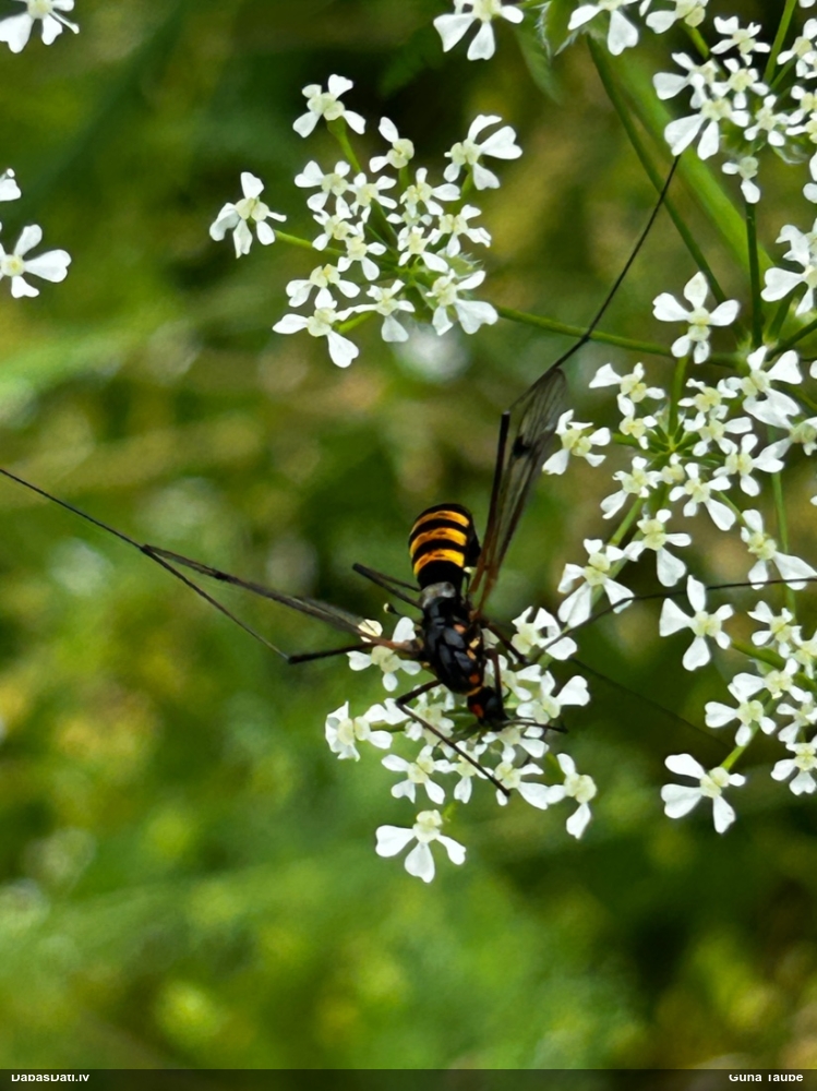 Garkājods Nephrotoma crocata