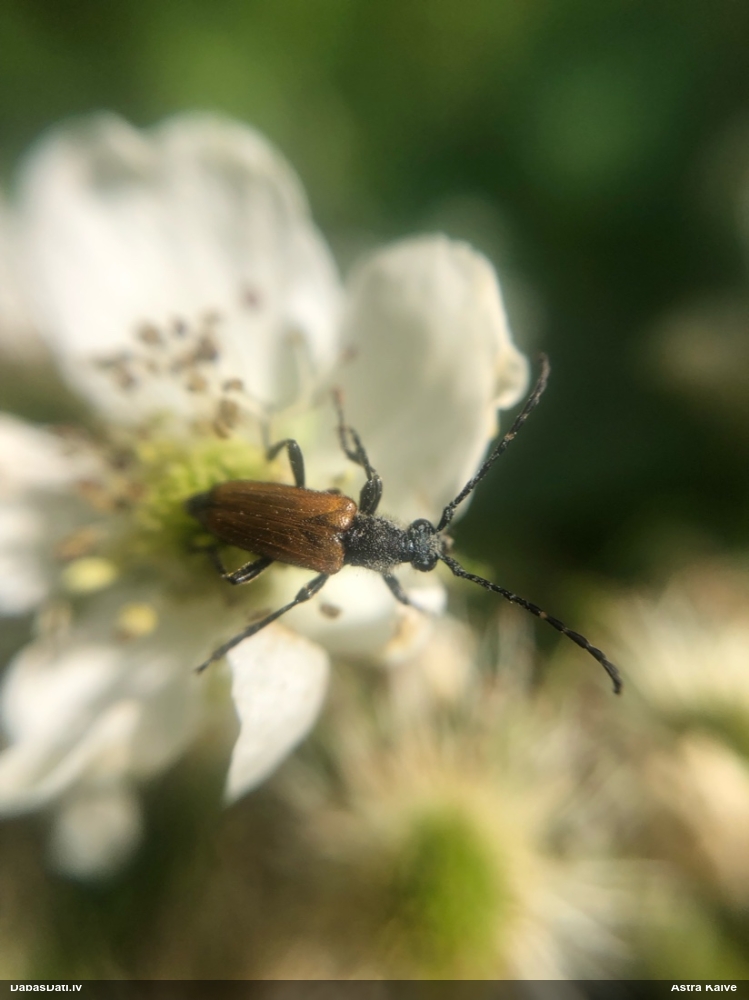 Koksngrauzis Stictoleptura maculicornis