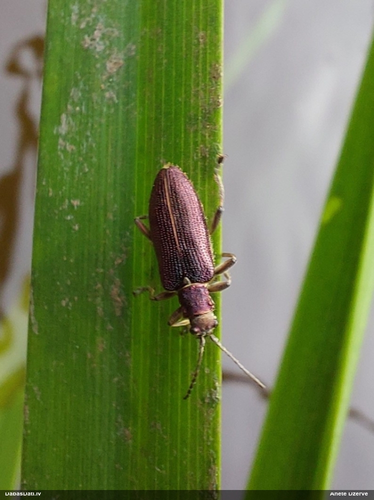 Lapgrauzis Donacia sp.