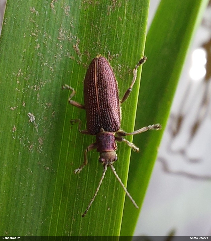 Lapgrauzis Donacia sp.
