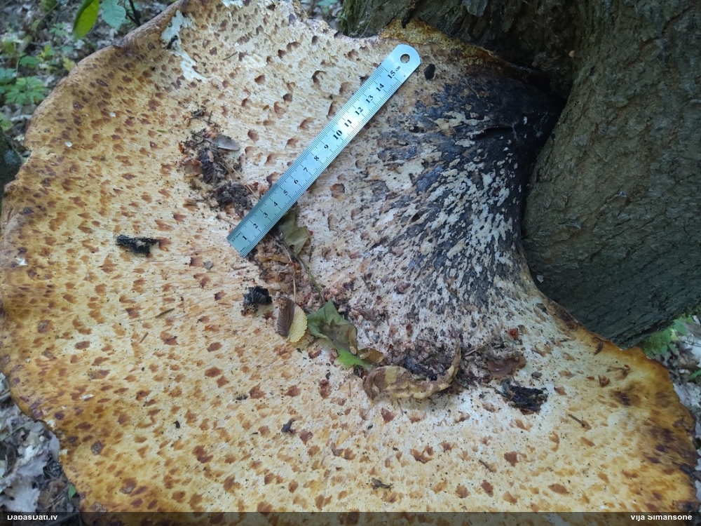 Zvīņainā kātiņpiepe