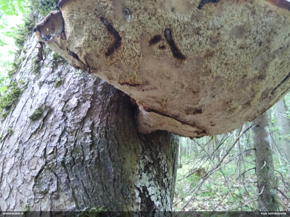 Zvīņainā kātiņpiepe