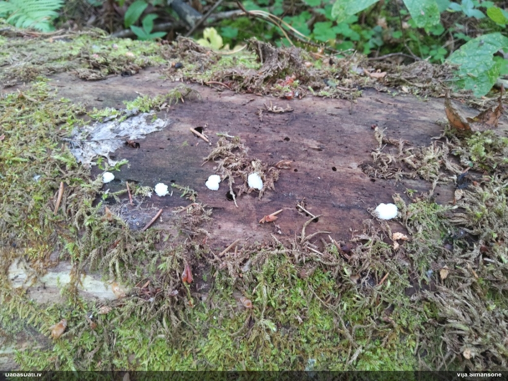 Gļotsēne (nenoteikta)