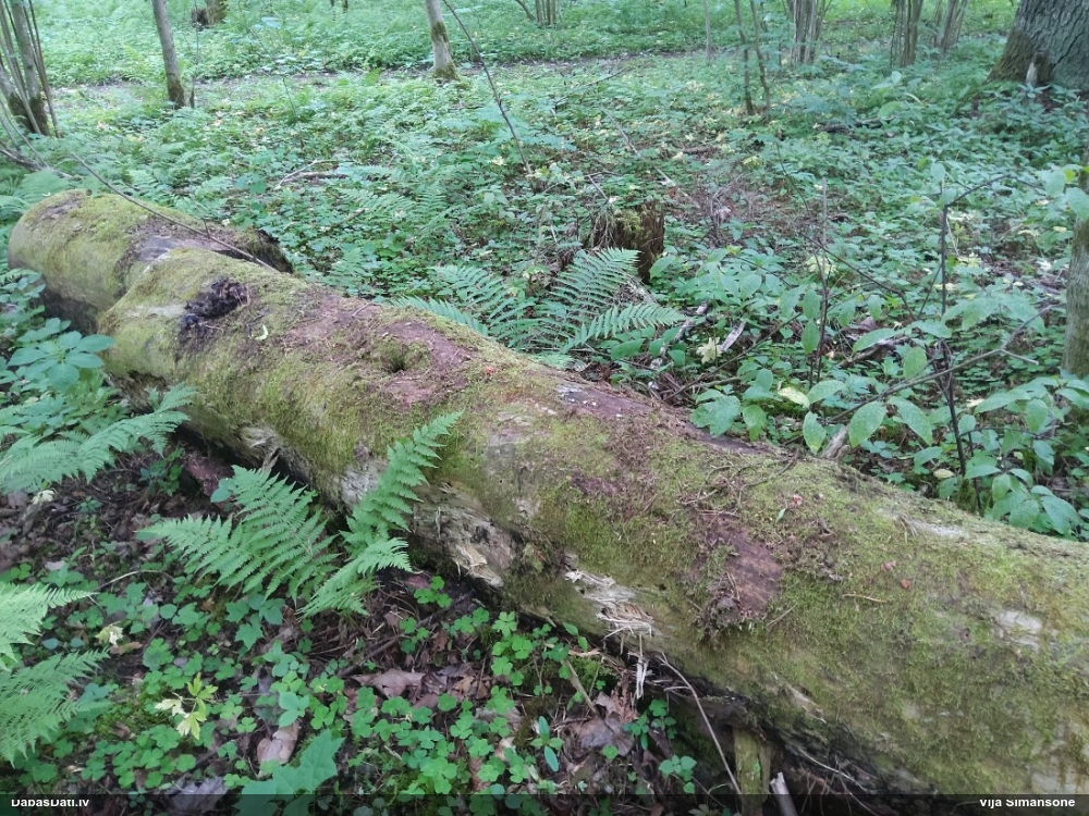 Gļotsēne (nenoteikta)