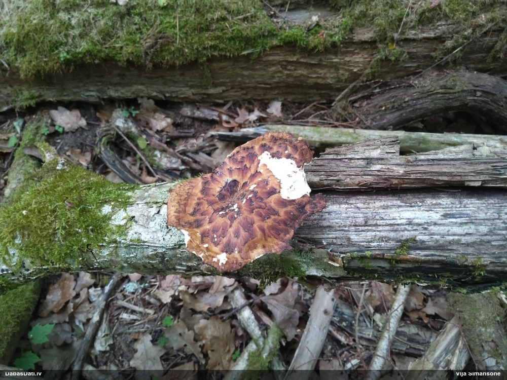 Zvīņainā kātiņpiepe