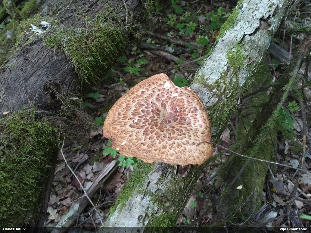Zvīņainā kātiņpiepe