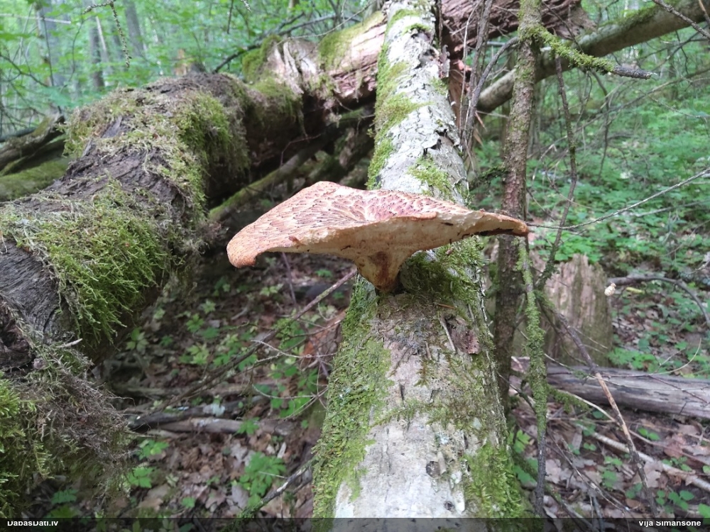 Zvīņainā kātiņpiepe