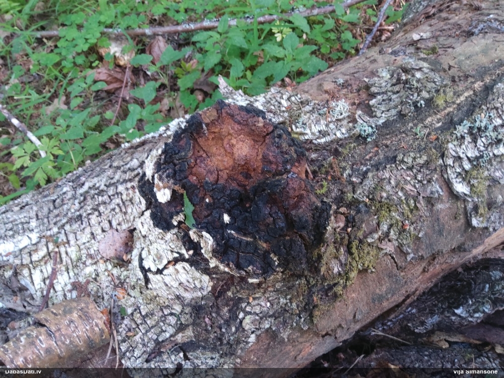 Melnā spulgpiepe, čaga