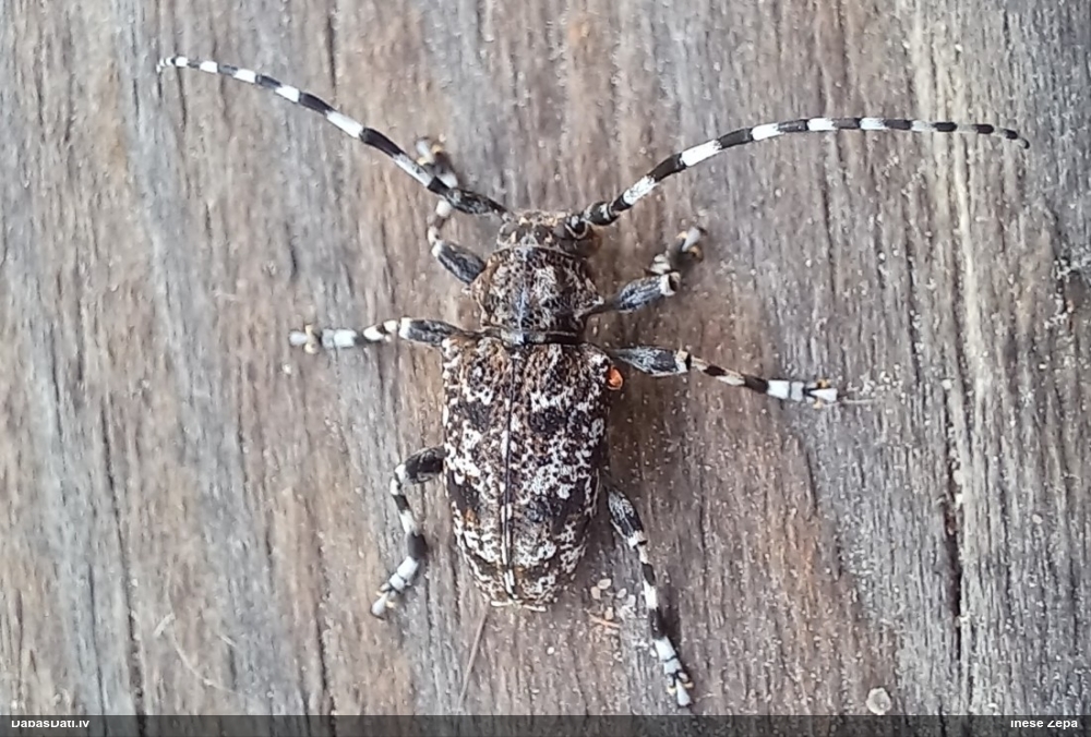 Koksngrauzis Aegomorphus clavipes