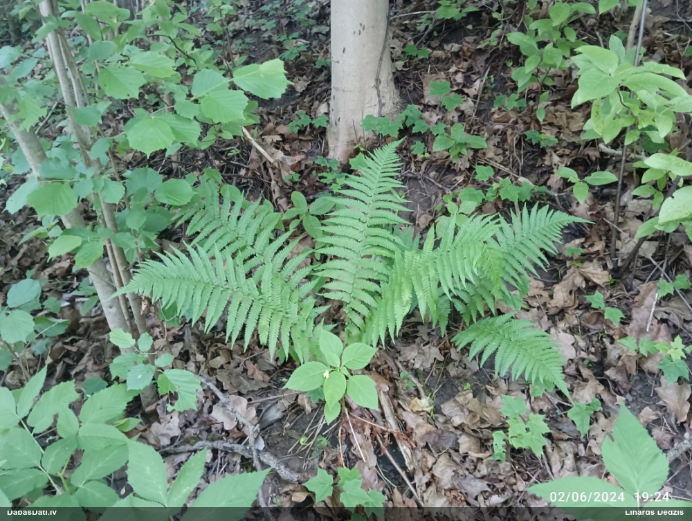 Melnā ozolpaparde, vīrpaparde