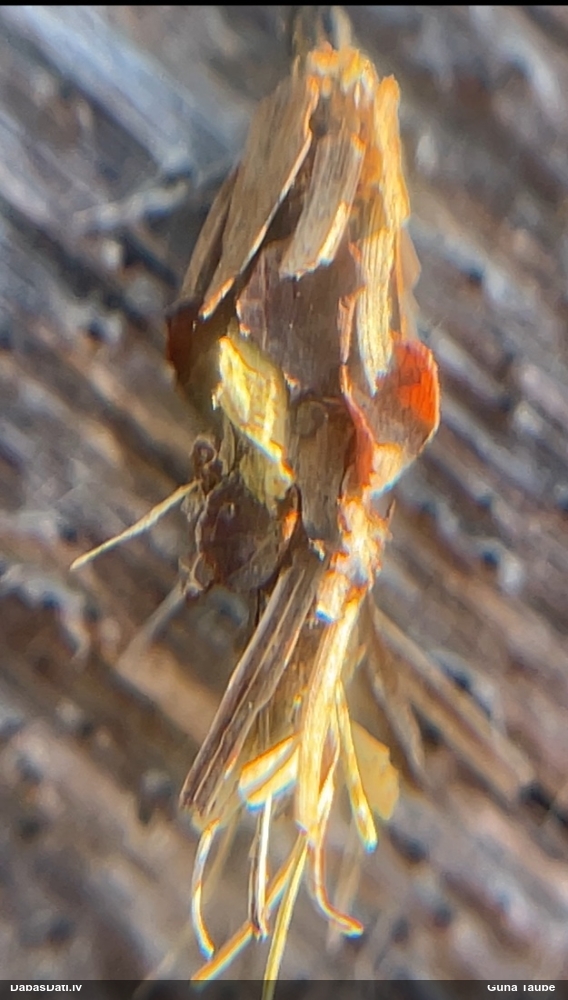 Lielais zāļmakstnesis