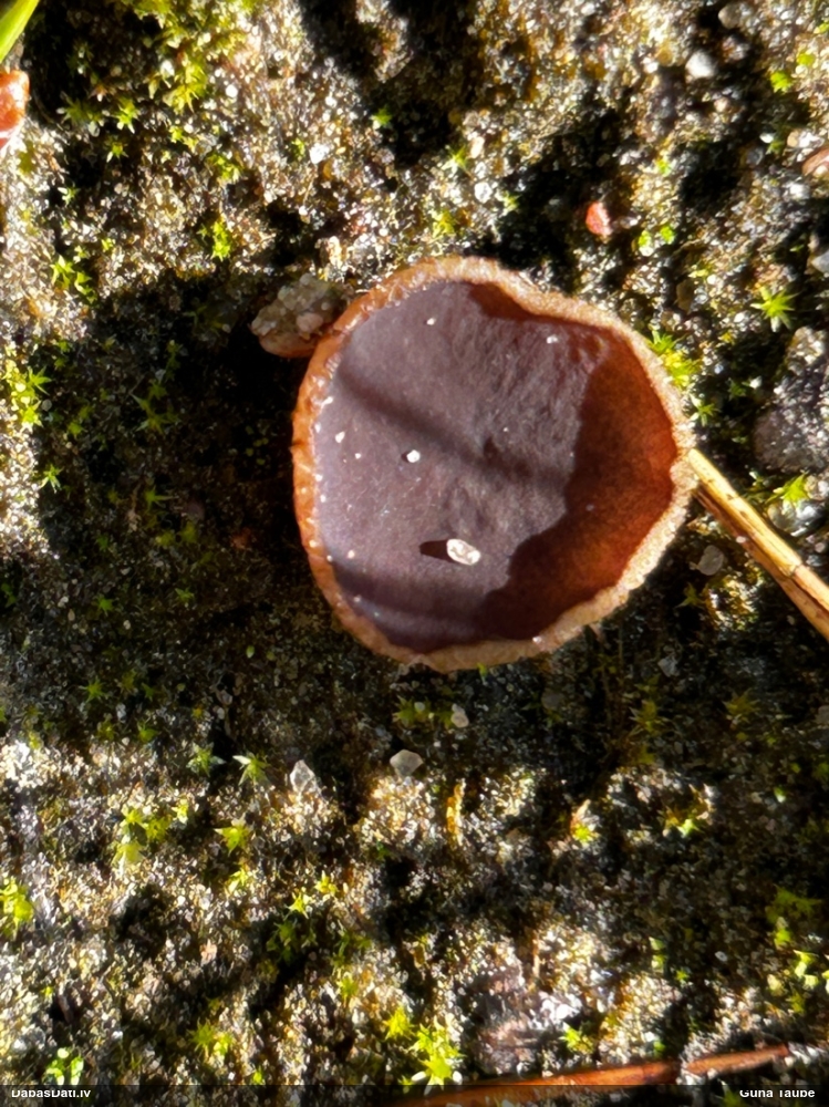 Kausveida sēne (nenoteikta)