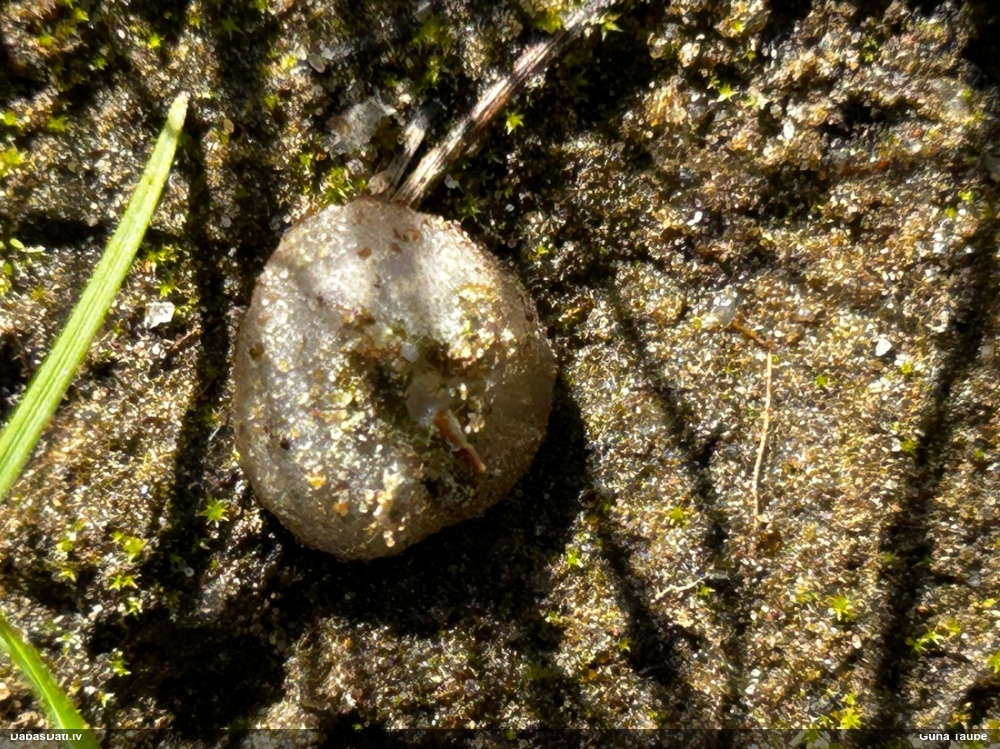 Kausveida sēne (nenoteikta)