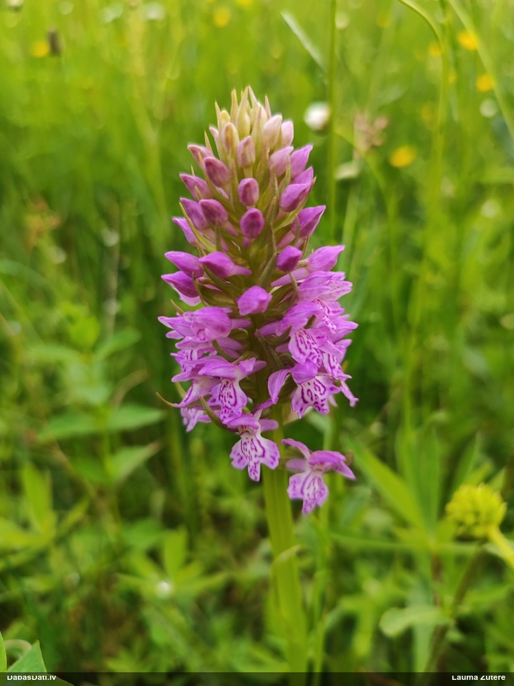 Baltijas dzegužpirkstīte