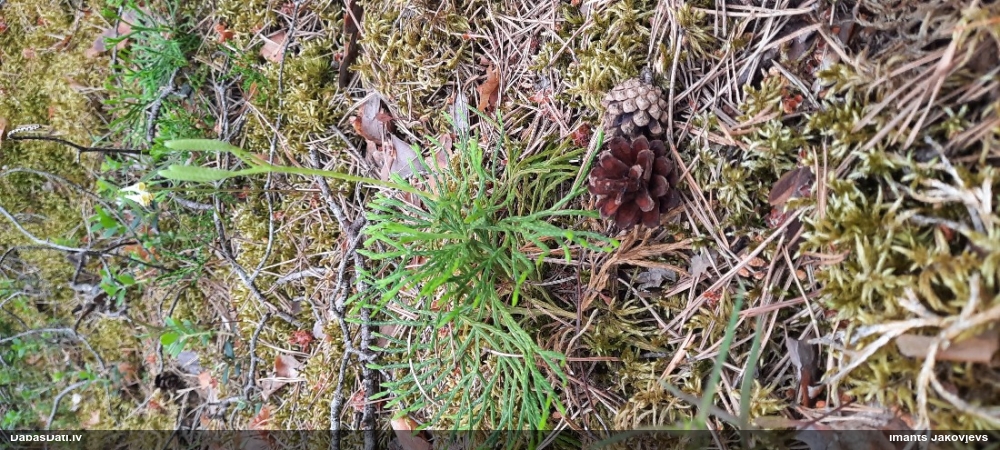 Zeilera plakanstaipeknis