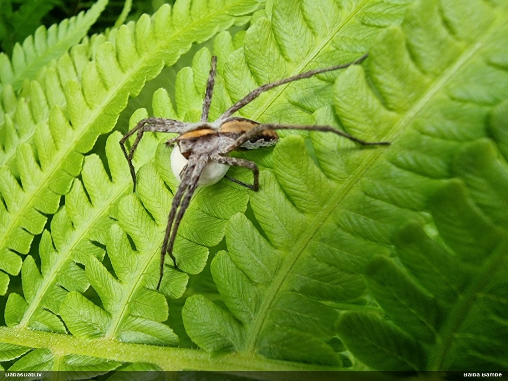 Dižzirneklis Pisaura mirabilis