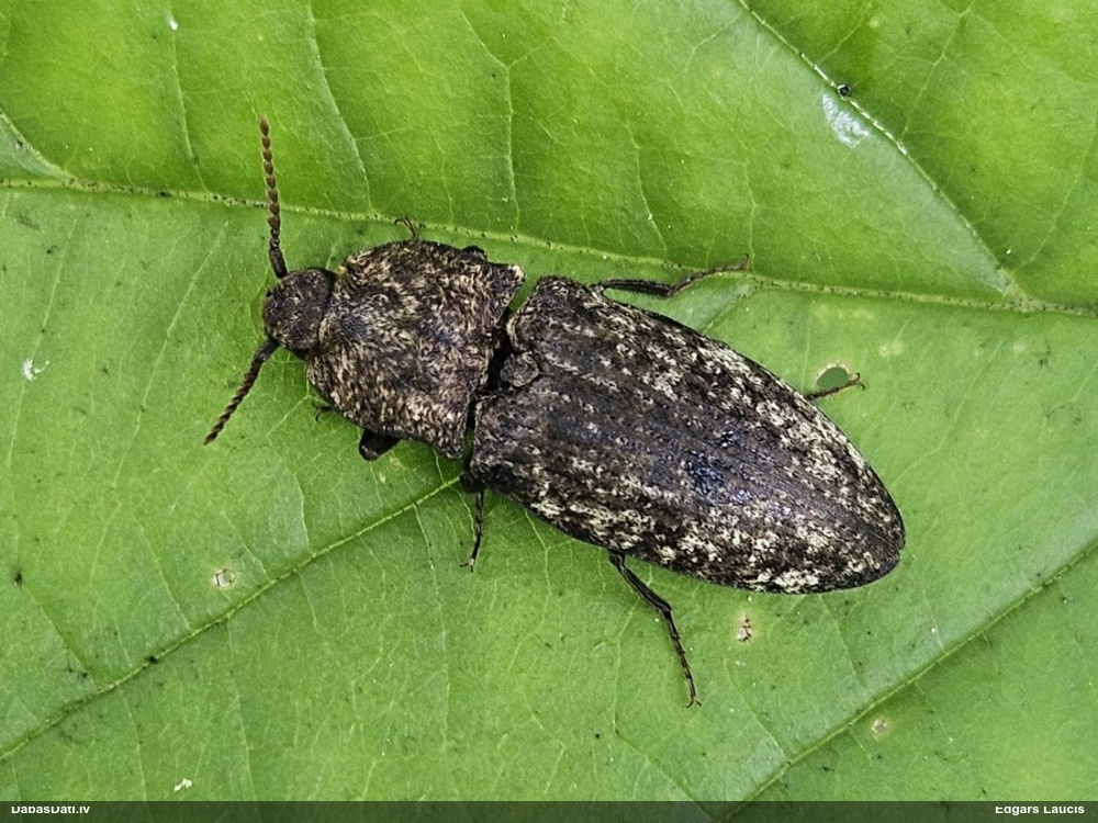 Sprakšķis Agrypnus murinus
