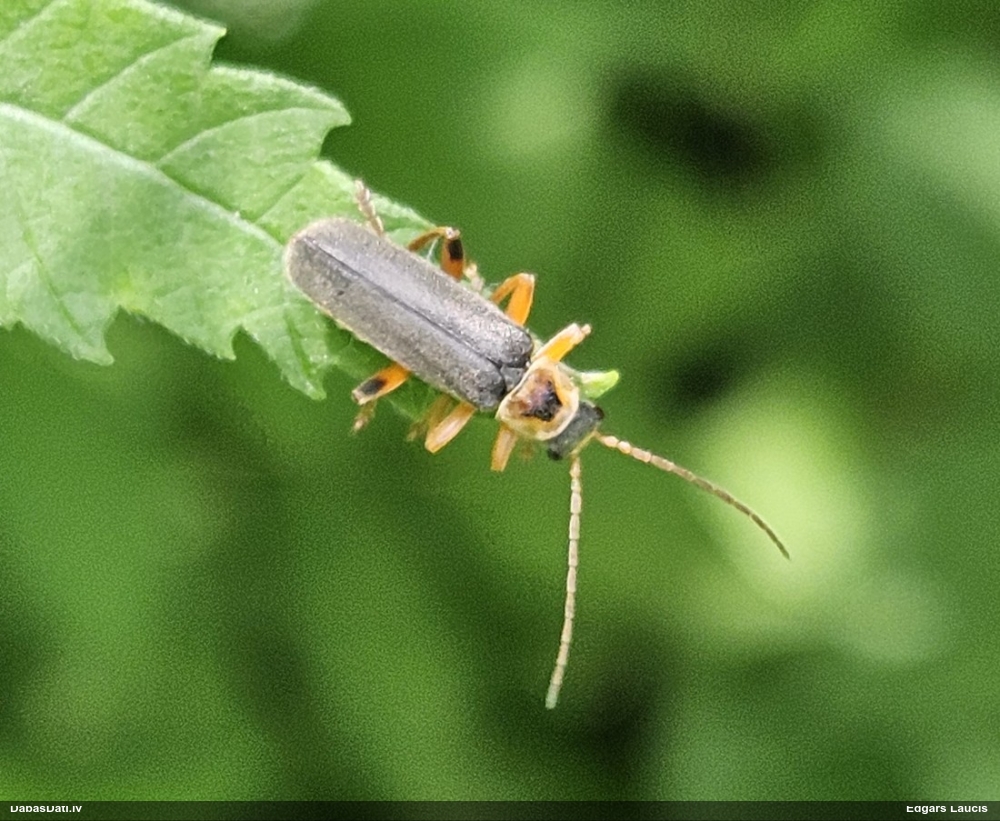 Mīkstspārnis Cantharis nigricans