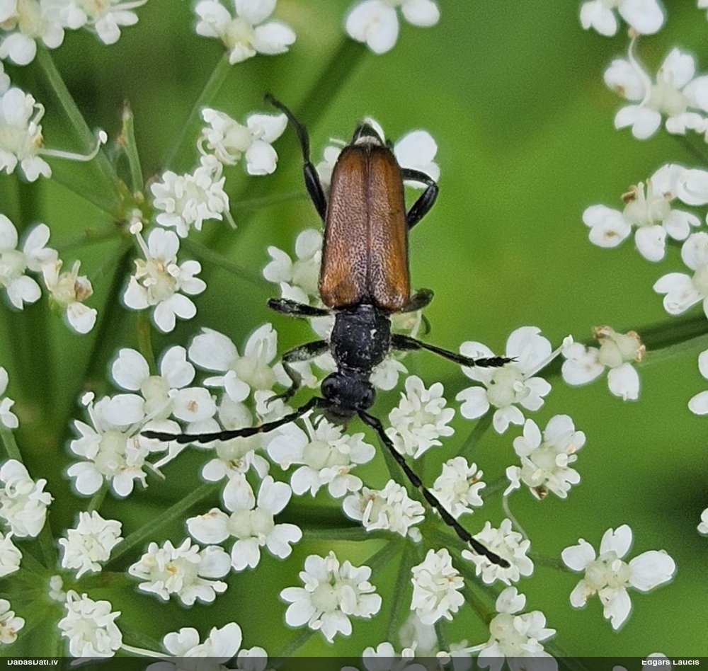 Koksngrauzis Stictoleptura maculicornis