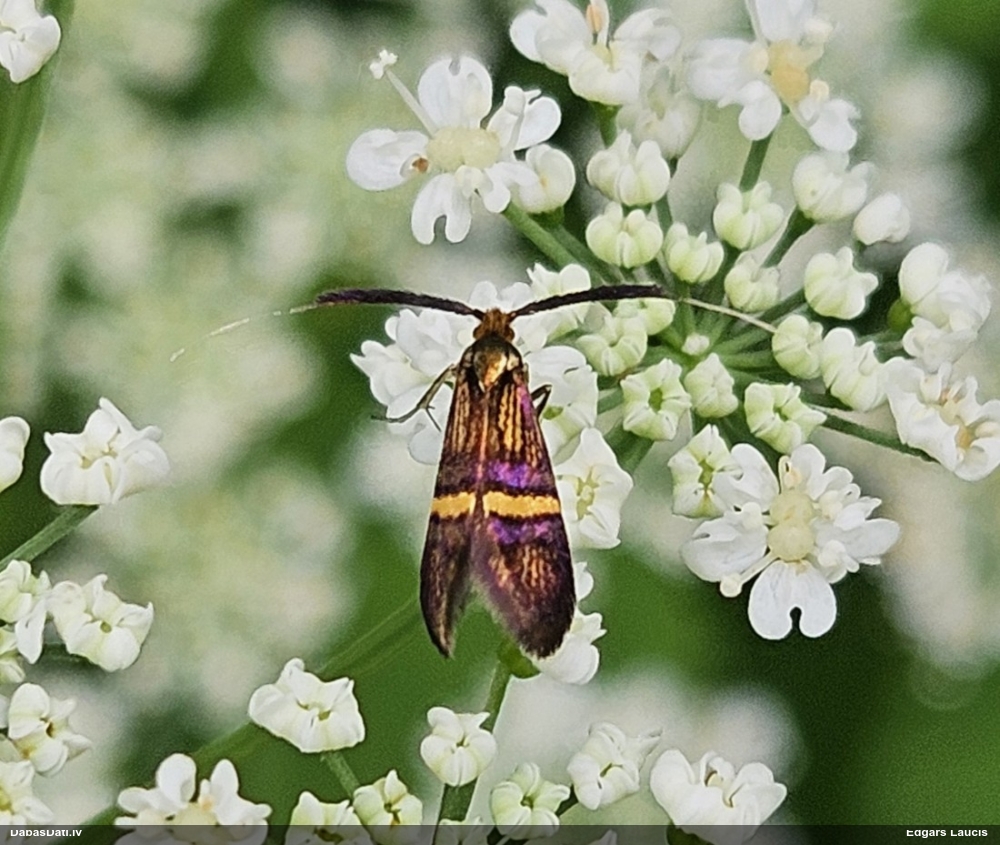 Zaigkode Adela croesella