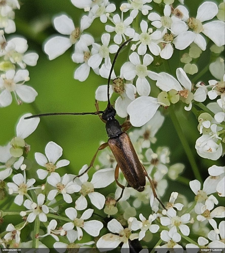 Koksngrauzis Alosterna tabacicolor