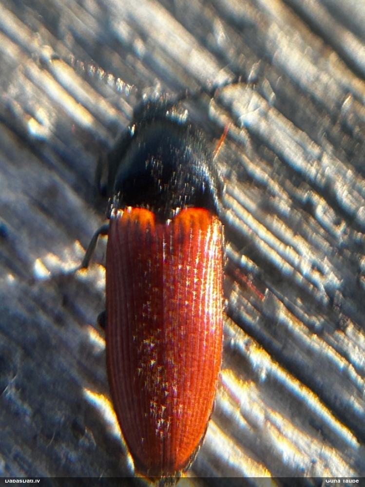 Sprakšķis Ampedus sanguineus