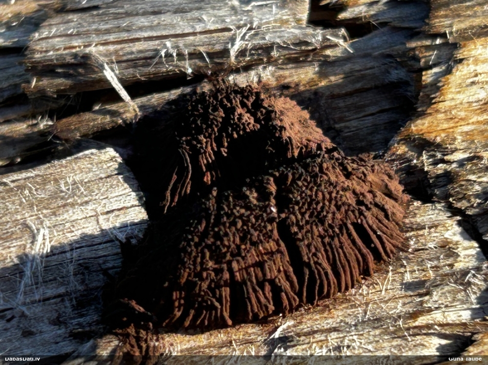 Šokolādes gļotsēne (nenoteikta)
