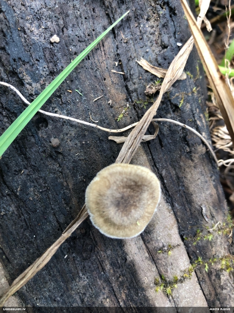 Skropstainā kātiņpiepe