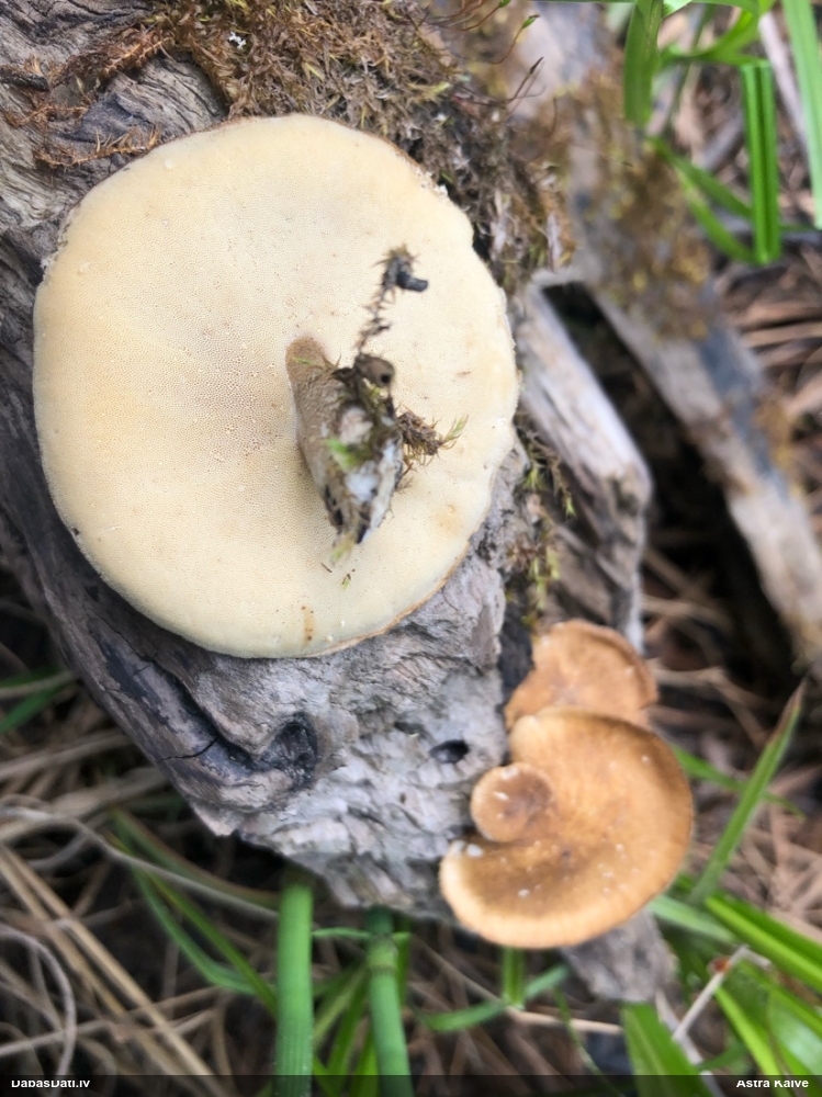 Skropstainā kātiņpiepe