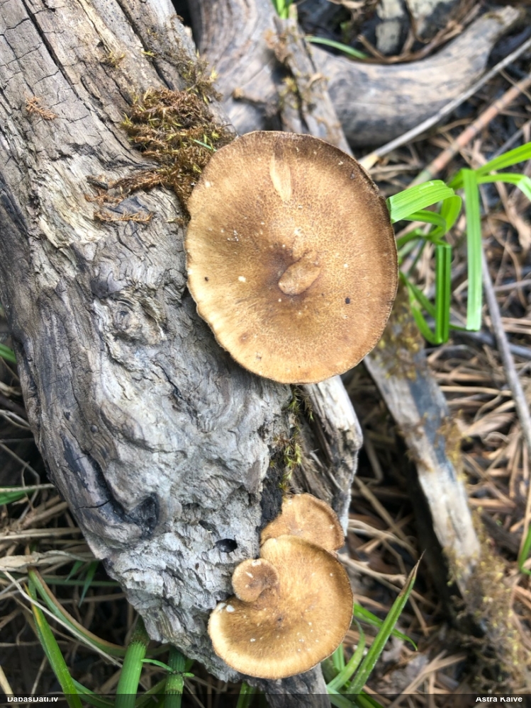 Skropstainā kātiņpiepe