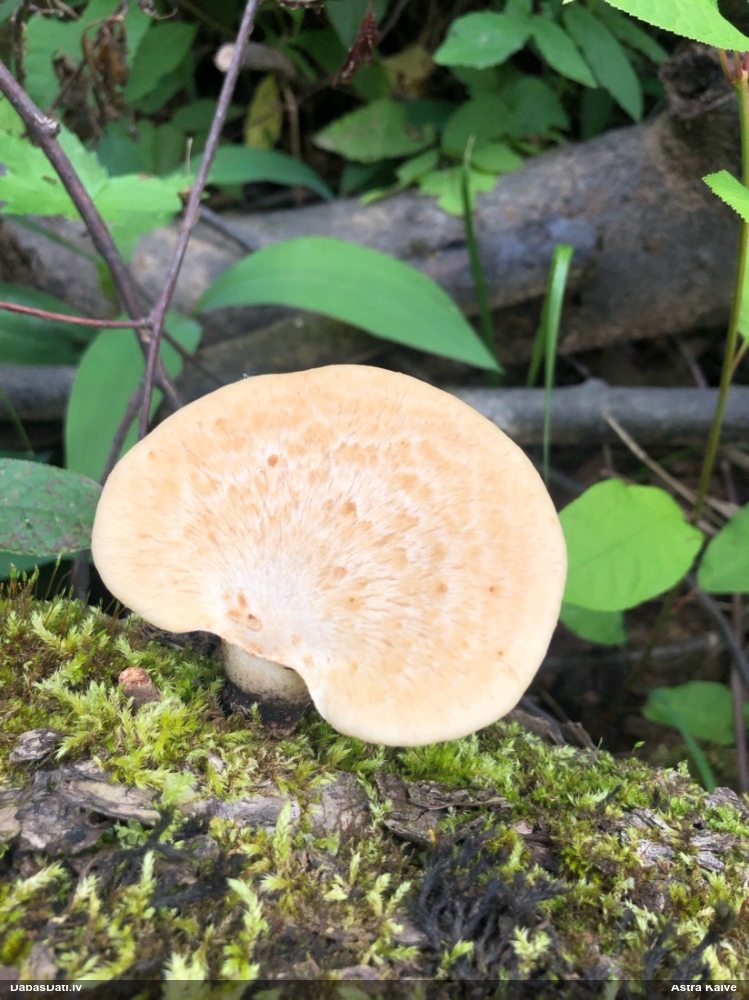 Bumbuļu kātiņpiepe