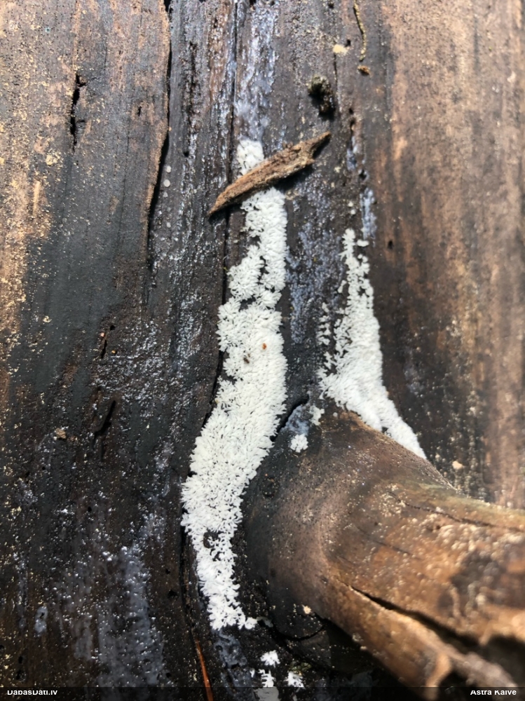 Zarainā ragainīte