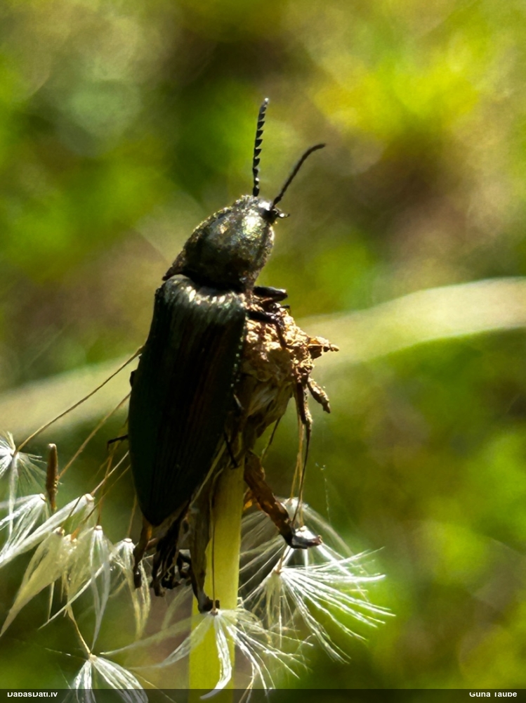 Sprakšķis (nenoteikts)