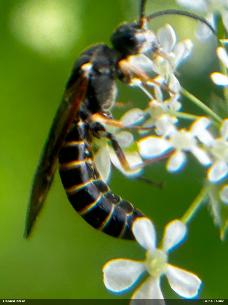 Zāģlapsene (nenoteikta)