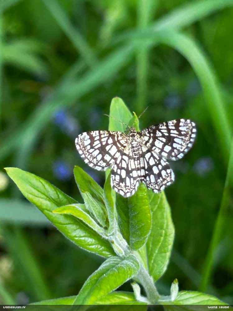 Āboliņa sprīžmetis