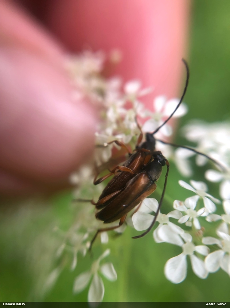 Koksngrauzis Alosterna tabacicolor