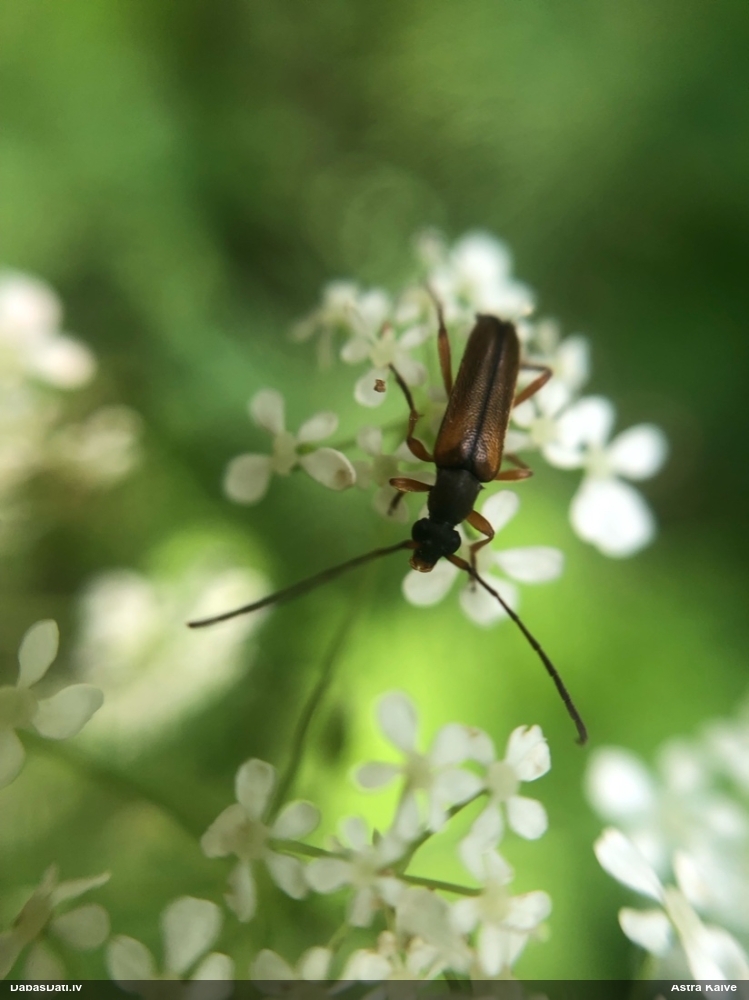 Koksngrauzis Alosterna tabacicolor