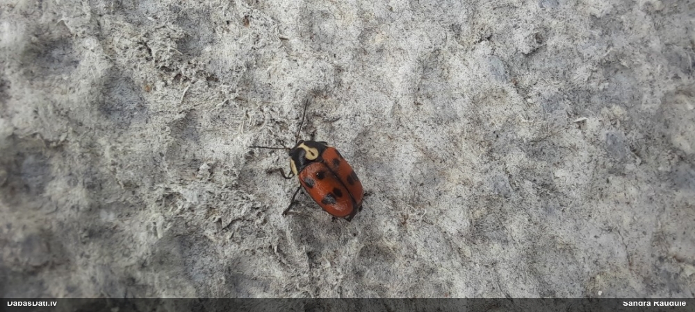 Lapgrauzis Cryptocephalus octopunctatus