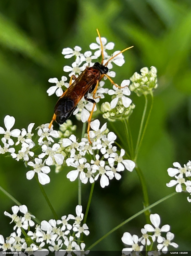 Zāģlapsene Tenthredo campestris