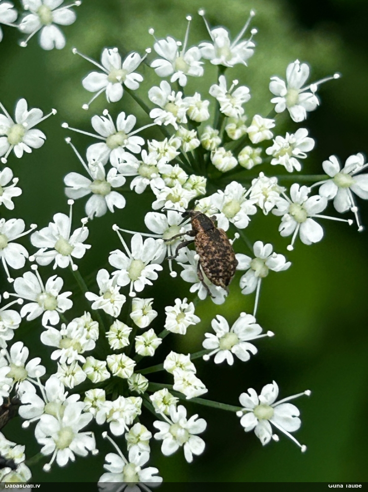 Smecernieks (nenoteikts)