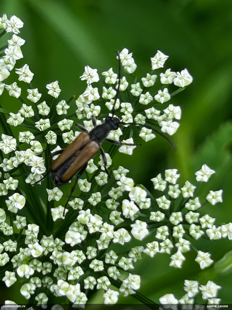 Koksngrauzis Anastrangalia sp.
