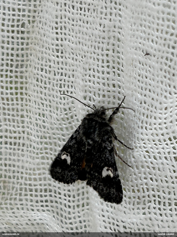 Zileņu mazā raibpūcīte