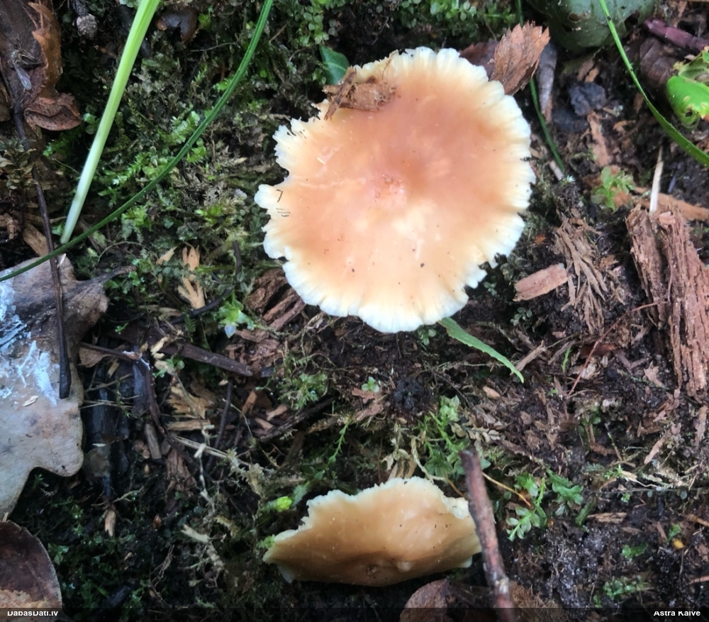Vērdiņsēne (nenoteikta)