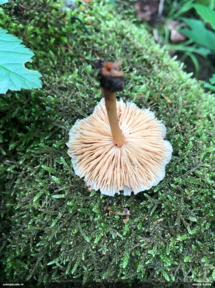 Vērdiņsēne (nenoteikta)