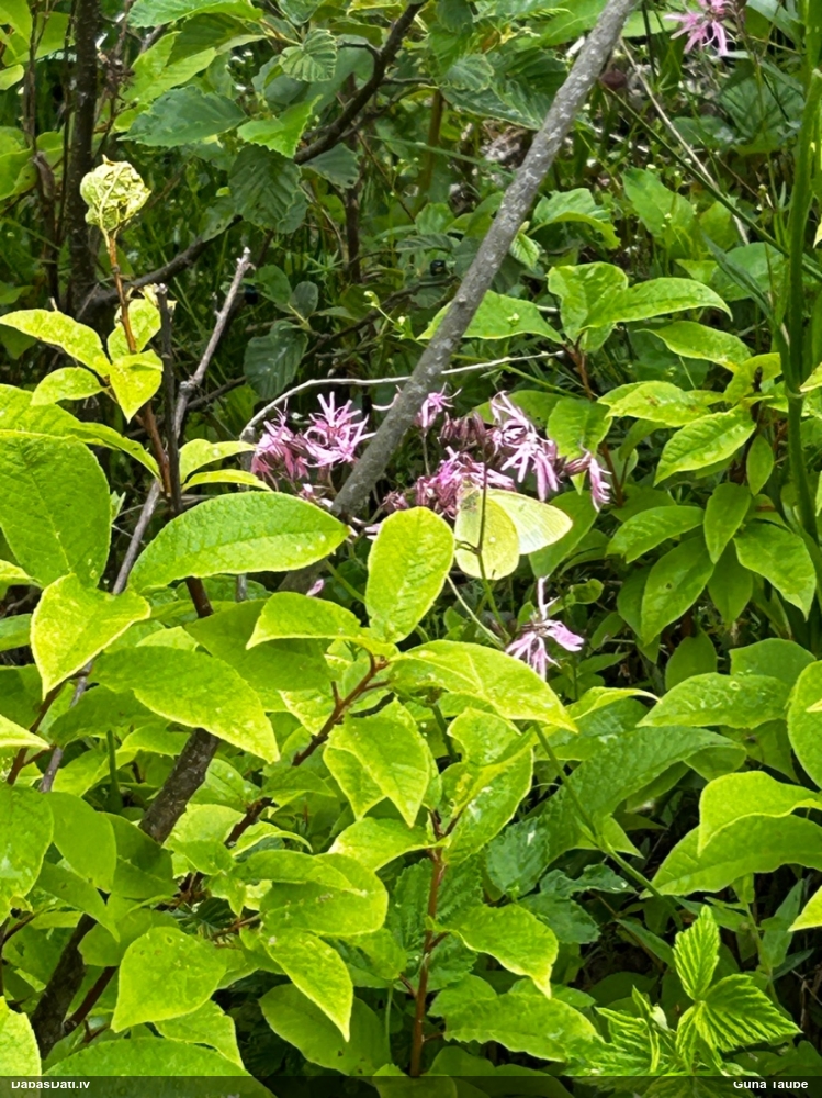 Purva dzeltenis
